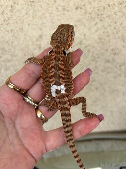 Agama vousata - samička het Trans het Hypo 100% het Witb. - 3