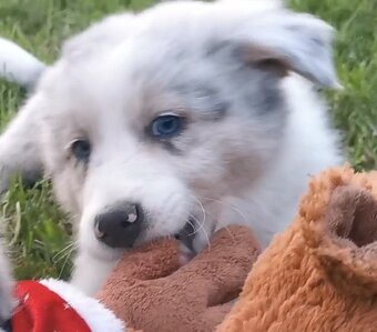 Border Collie, kolia - 3