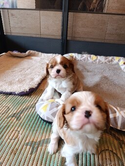 Kavalír king charles spaniel - 3