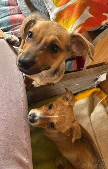 MINNIE K ADOPCI - hodná, umazlená holčička - 3