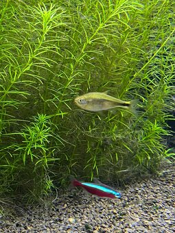 Daruji akvarijní rybky - 3