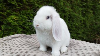 Zakrslý beránek, králíček, králík - HARRY - 3