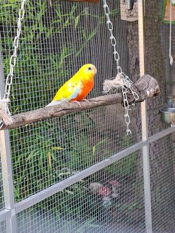 Neoféma tyrkysová - 3