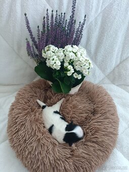 Shih Tzu , Shih-tzu s PP - 3