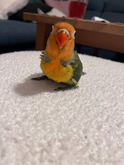 Agapornis Fischeri - 3