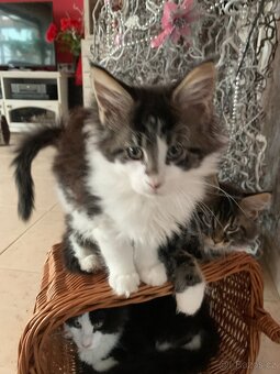 mainská mývalí - kocourci s PP - 3