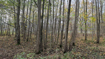 Pozemek Nová Ves u Liberce - 3