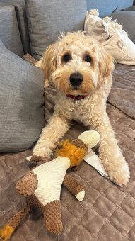 Goldendoodle F1 Mini/Medium - 3
