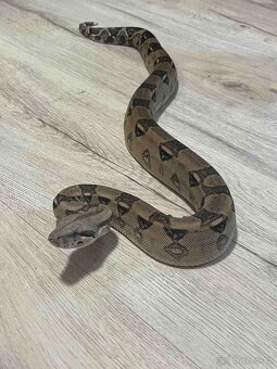 Hroznýš královský - 3