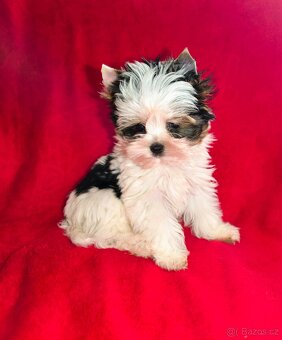 Biewer Yorkshire teriér - 3