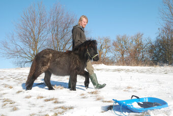 Loňský hřebeček 3/4 shetland pony - 3