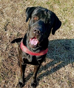 Labrador & Cane Corso - 3