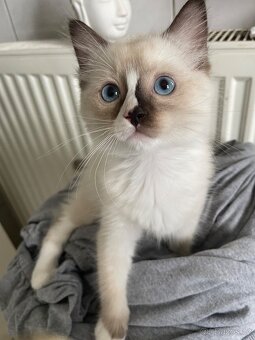 Poslední volný kocourek ragdoll bez pp - 3