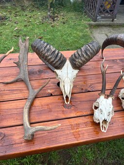 Unikátní kolekce loveckých trofejí – srnčí, mufloní, divočák - 3