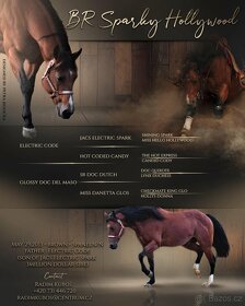 Připouštění AQH BR Sparky Hollywood - 3