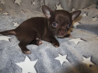 Čivava štěňátka - 3