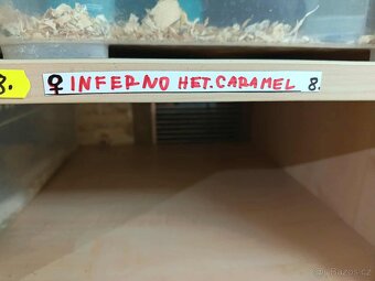 Užovka červená Dospělci Ověření - 3