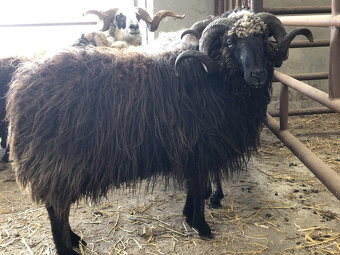 Plemenný beran Původní Valaška linie JAVORNÍK - 3