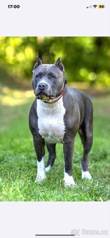 American Bully XL - 3