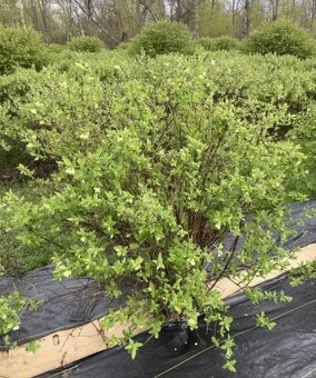 borůvka Kamčatská - 3