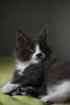 Mainská mývalí s PP - 3