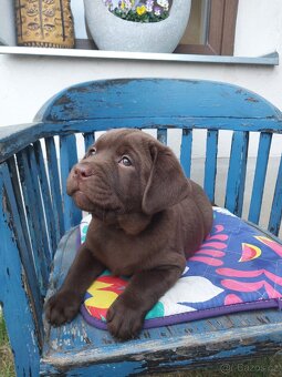Labradorský retrívr s PP - 3