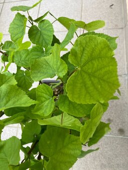 Bonsai, Bonsaj, jamadori, lípa srdčitá - 3