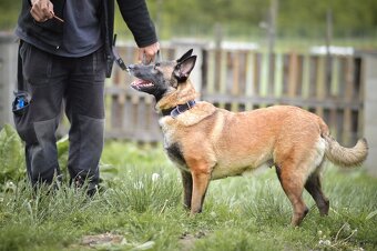 Magie - x Belgický ovčák Malinois, 3 roky - 3