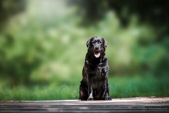 Labradorský retriever s PP - černá štěňátka - 3