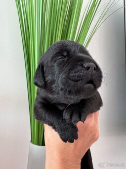 Labradorský retrívr s PP , černá vymazlená k rezervaci - 3
