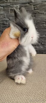 Zakrslý králíček❤️ králík - 3