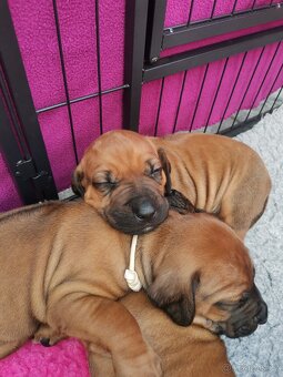 Rhodéský ridgeback - štěňátka k rezervaci 🩷💙 - 3