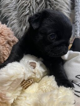 Mops s PP - 3