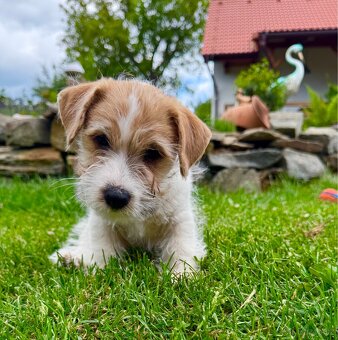 Jack Russell Terier - pejsek , stene s PP - 3