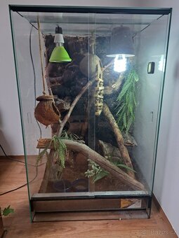 Terarium s pagekony - 3