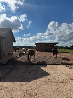 Ustájení koní Dolní Lánov - volný jeden box - 3