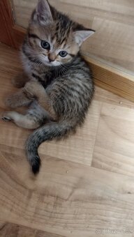 Britská whiskas koťátka s PP - 3