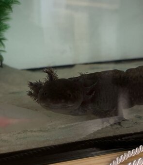 Axolotli - 3