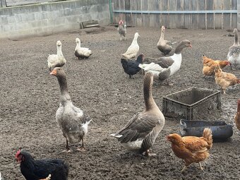 Prodej 4 landerských hus - 3