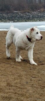 Středoasijský pastevecký pes - 3