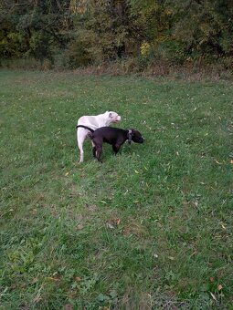 Americký stafordšírský teriér - 3