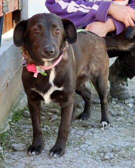TIFANY K ADOPCI - 1 ROK, KAMARÁDSKÁ,VESELÁ,CHYTRÁ - 3