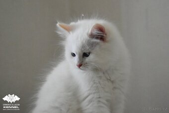 Ragdoll s PP – creme bicolor kocourek na výstavy a chov - 3