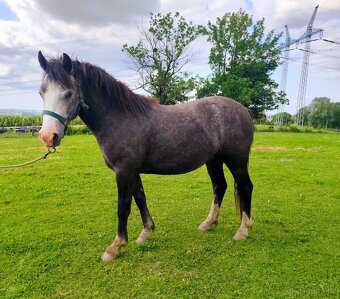 Český sportovní pony valach - 3