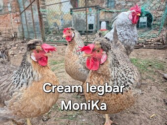 Násadová vajíčka Cream legbar - 3