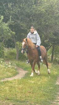 Pony kategorie B - 3