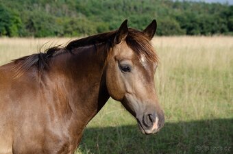 Český sportovní pony s velkým srdcem a potenciálem - 3