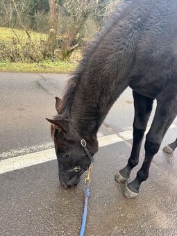 Qhxarab kobylka - pri dovoze do konca týždňa cena 20000 - 3