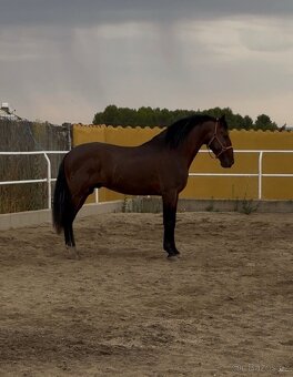 Hřebec Pura Raza Española - 3