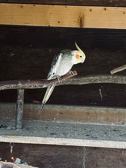 Korela chocholatá - 3